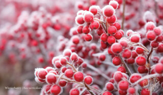 Red berries growing on a tree, covered in white frost 