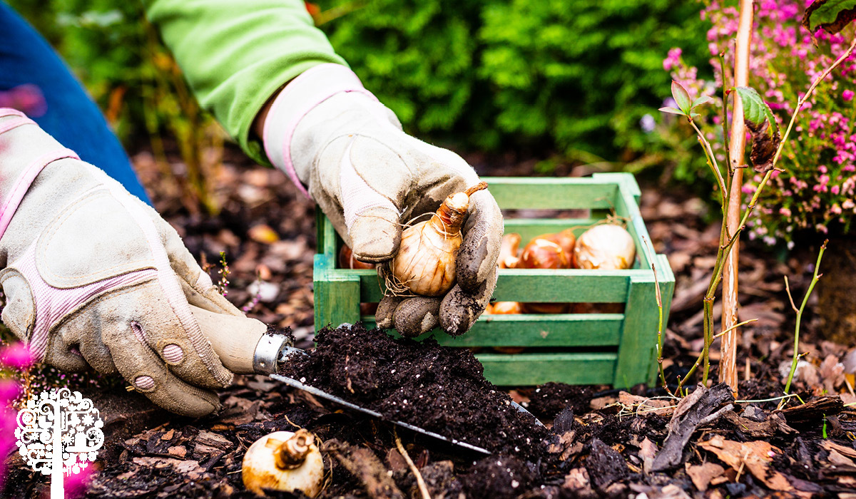 Planting Bulbs In Containers Garden Culture Magazine