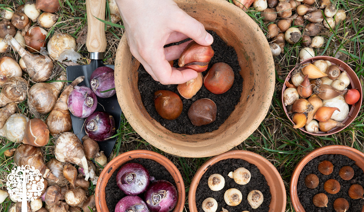 Planting Bulbs In Containers Garden Culture Magazine