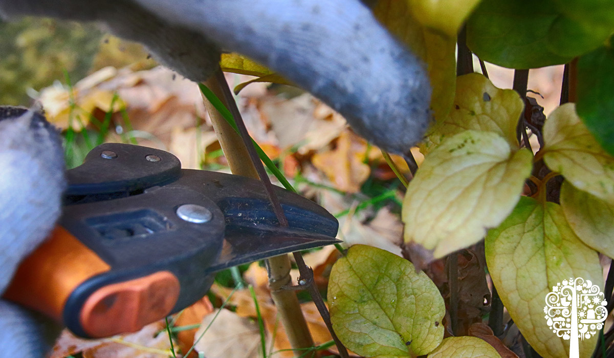 Clematis Lovers, Get Pruning! Garden Culture Magazine Nature's Gateway