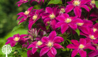 Vivid pink clematis blooming in the foreground with green plants in the background and out of focus.