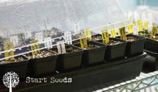 Black seed trays containing soil and labels sit on a shelf with a plastic cover.