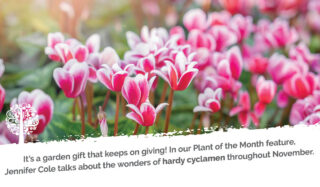 It's the garden gift that keeps on giving! In Our Plant of the Month feature, Jennifer cole talks about the wonders of hardy cyclamen throughout November