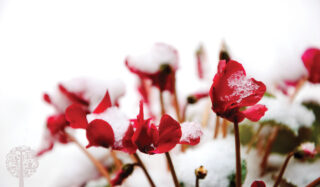 Red cyclamen flowers covered in white snow