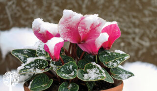 pink cyclamen flowers with green leaves covered in snow in a terracotta pot