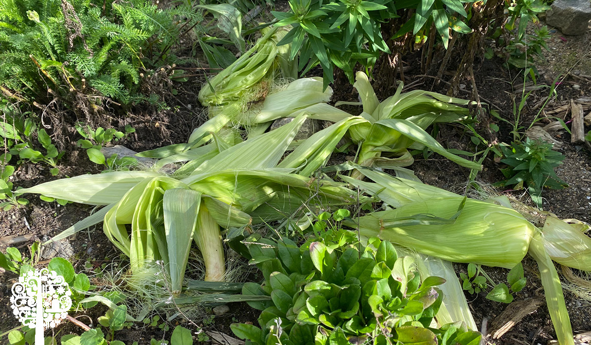 Mulch In The Garden An Easy Guide Garden Culture Magazine