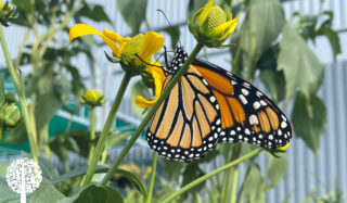 An orange, white, and black monarch butterfly lands on a yellow flower in a garden.