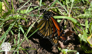An orange, white, and black monarch butterfly sitting in the short grass of a garden.