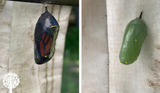 A split image with each side featuring a monarch butterfly cocoon at different stages.