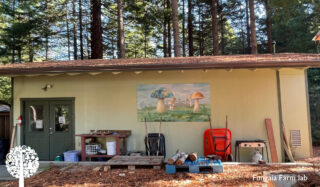 A small, cream-colored building stands in a clearing of a pine forest on a clear day. There are various tools leaning on the wall and a painting of mushrooms hanging from the exterior wall.
