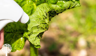 A spray bottle pointing at a green leaf with insects on. The bottle contains DIY, organic pesticide made form rhubarb leaves.