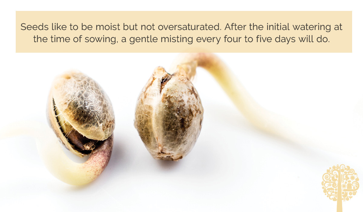 Seed Starting Success 8 Easy Tips And Tricks Gcm