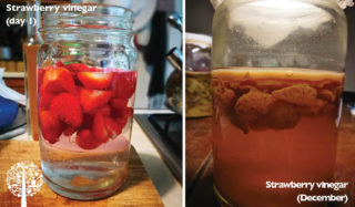 Una imagen dividida de un vaso de vinagre de fresa el primer día y meses después durante el proceso de fermentación.