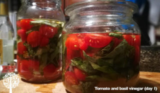 Tomato and basil vinegar on the first day of fermentation.