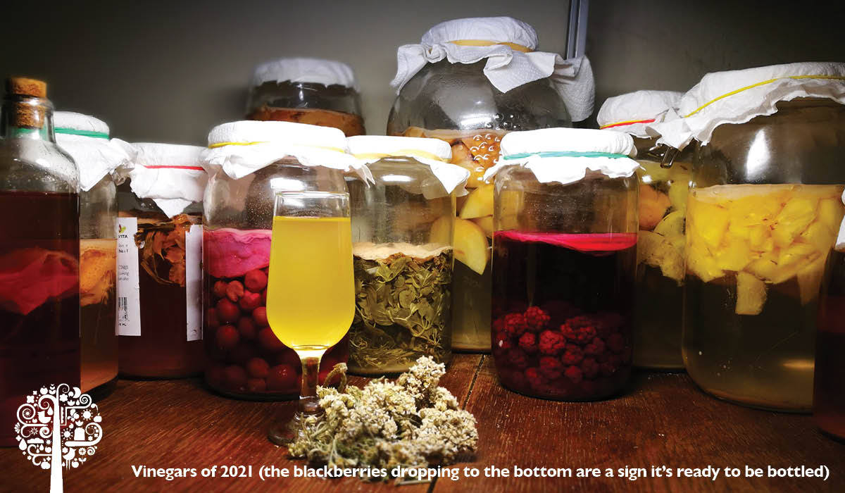 My New Addiction Vinegar Fermentation Garden Culture Magazine