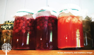Three jars containing grape, blackberry, and raspberry vinegar.