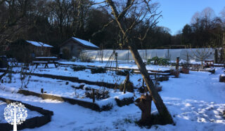 A garden of allotments in the winter covered in a blanket of snow.