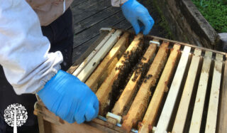 Un apicultor cuida una colmena llena de abejas.