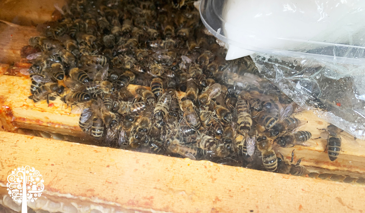 How Do Bees Survive the Winter? Garden Culture Magazine