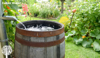 a wooden barrel in a garden with water being poured into it