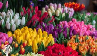 Bunches of tulips and other colourful flowers.