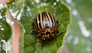 Colorado Beetle commonly known as a potato bug on potato leaf sprinkled with diatomaceous earth