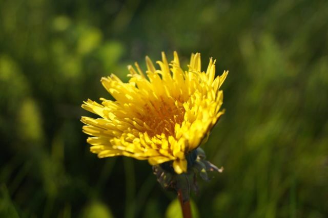 dandelion