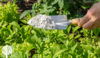 A hand holding a shovel containing Diatomaceous Earth, in front of a green bush.