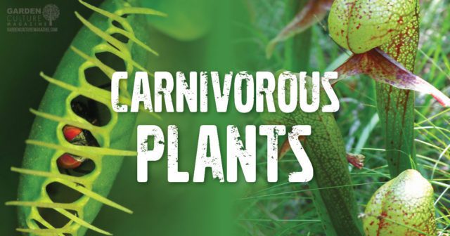 carnivorous plants