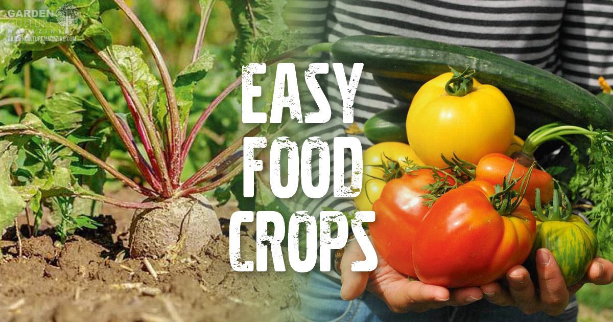 easy food crops