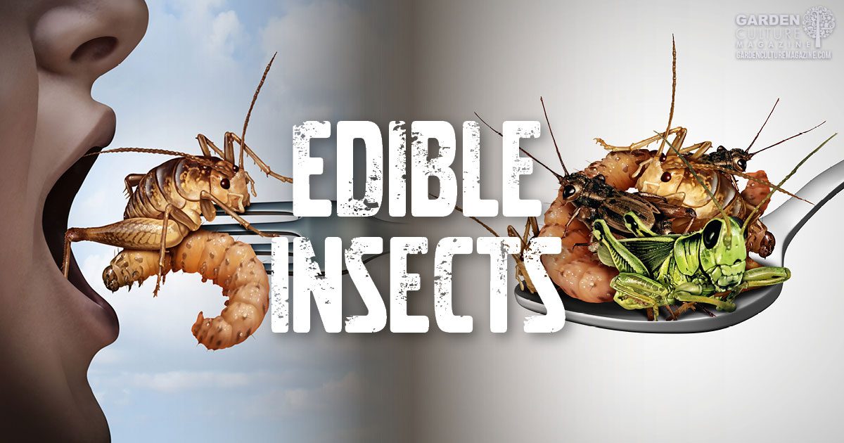 ProteinPacked Mealworms Approved For Human Consumption In EU Garden Culture Magazine