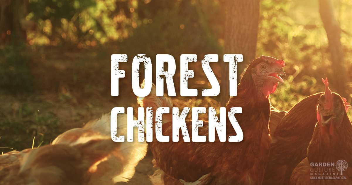 Forest chickens