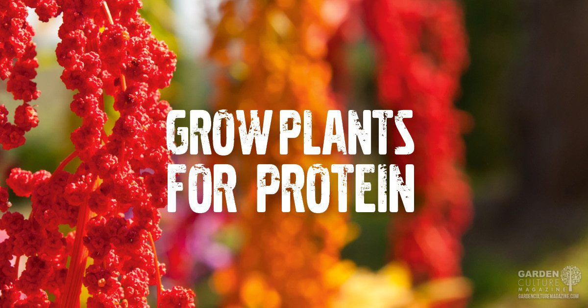 Grow plants for protein