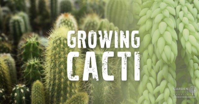 growing cacti