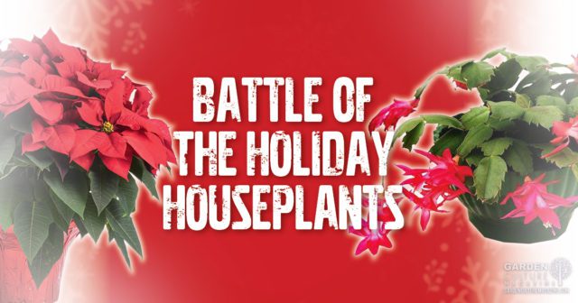 holiday houseplants