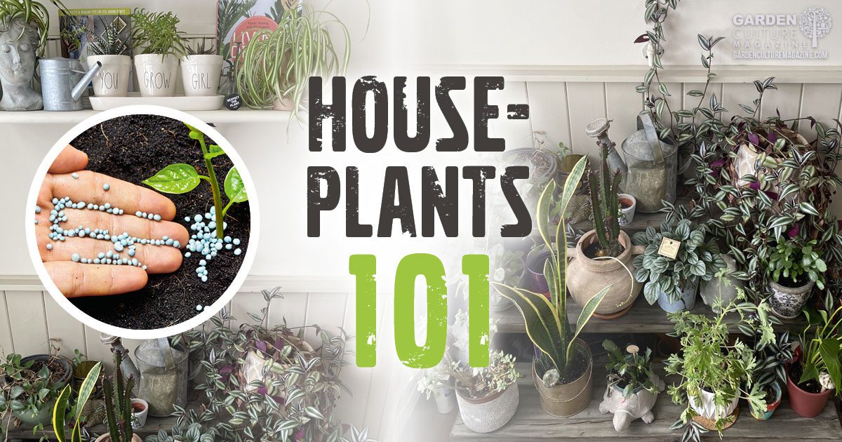 Why Fertilizing Indoor Plants In The Winter Is a Bad Idea Garden