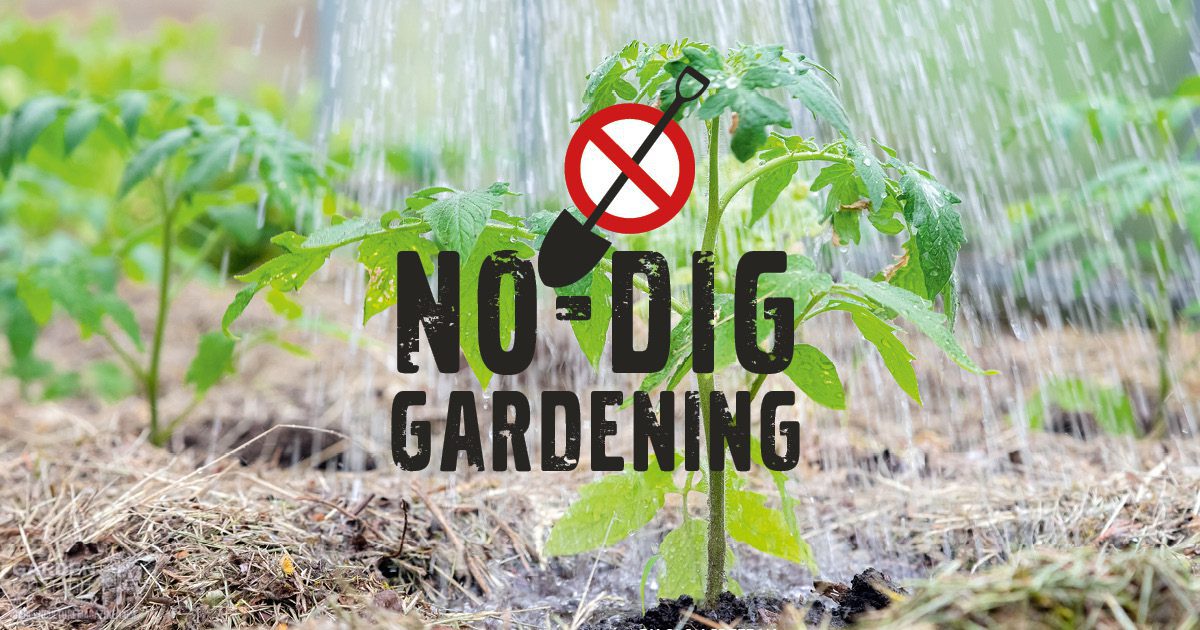 No Dig Gardening? How to garden without tools