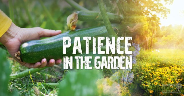 patience in the garden