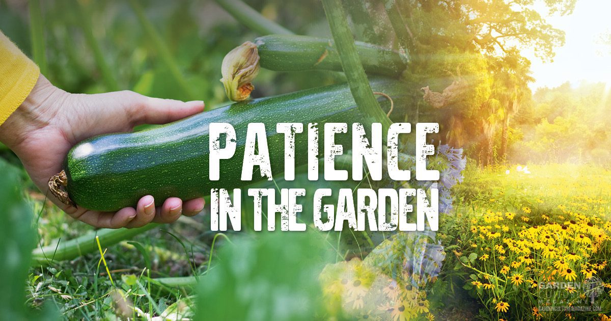 patience in the garden