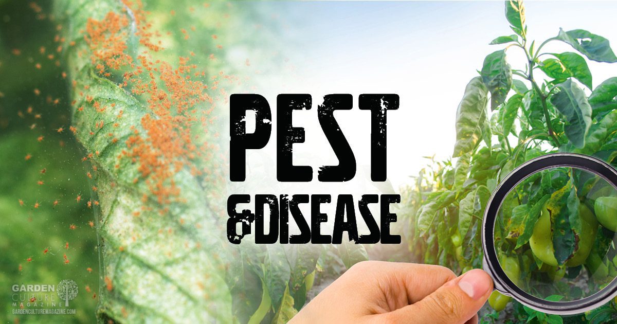 Pest & Disease
