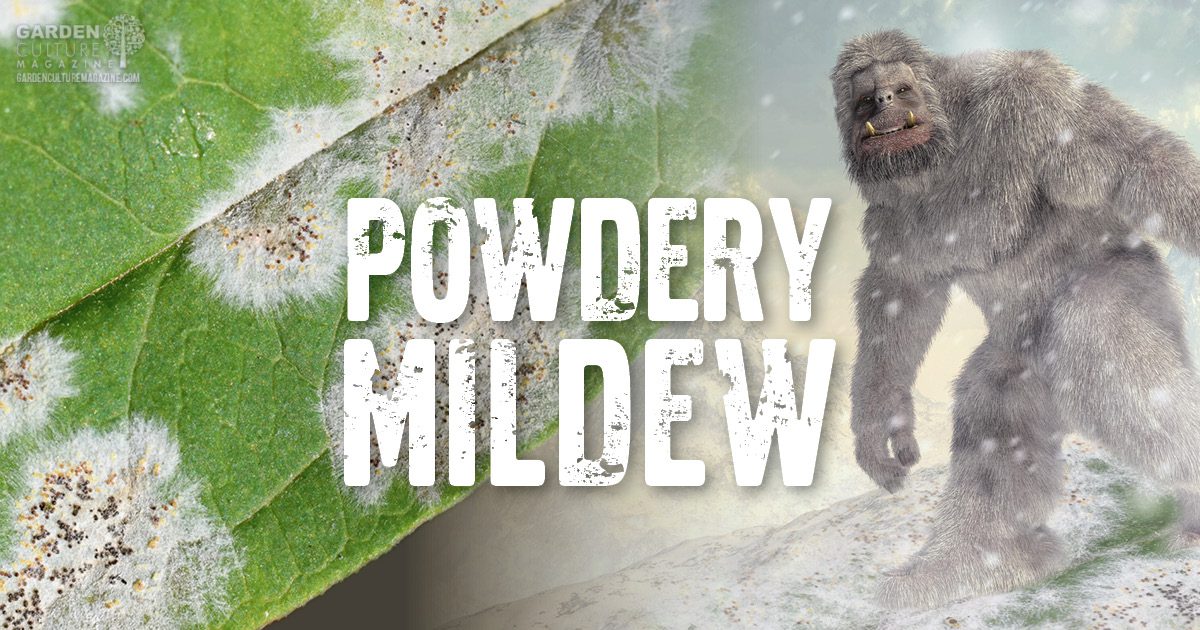 Powdery midlew