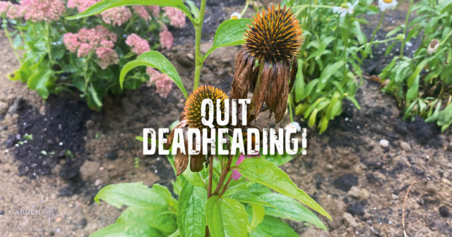 Quit Deadheading