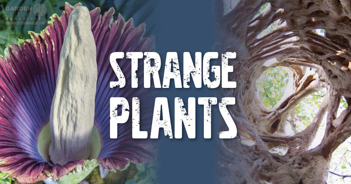 strange plants