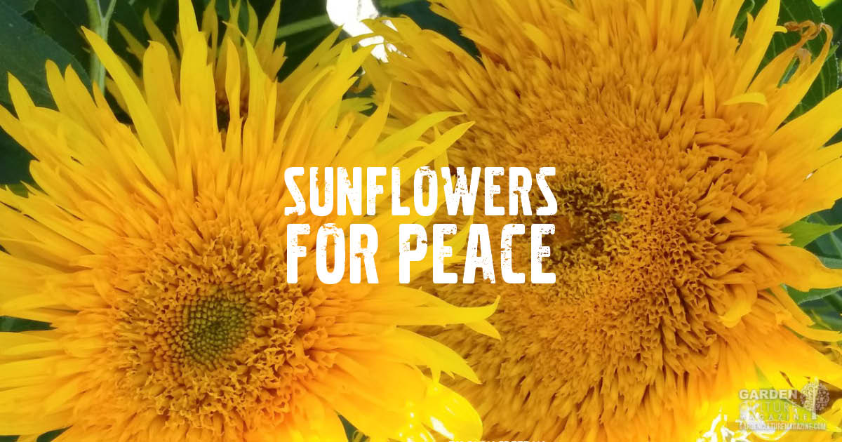 Planting Sunflowers For Peace In Ukraine Garden Culture Magazine