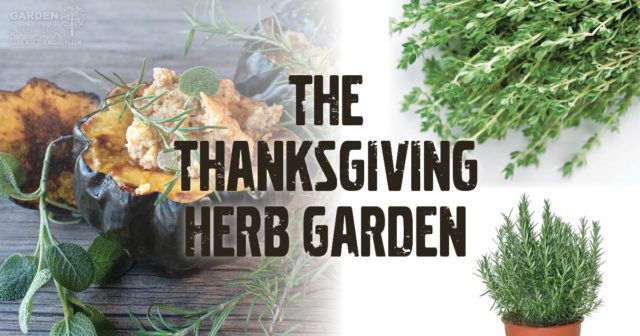 thanskgiving herb garden