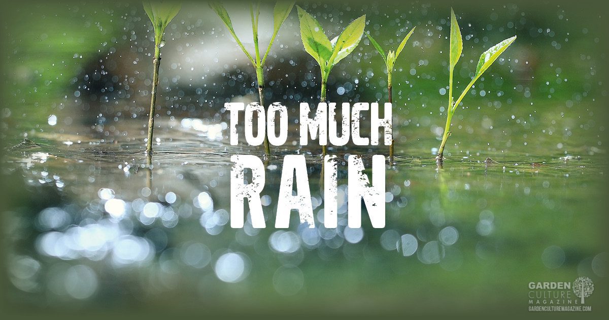 When It Rains, It Pours! How To Cope With Too Much Moisture In The
