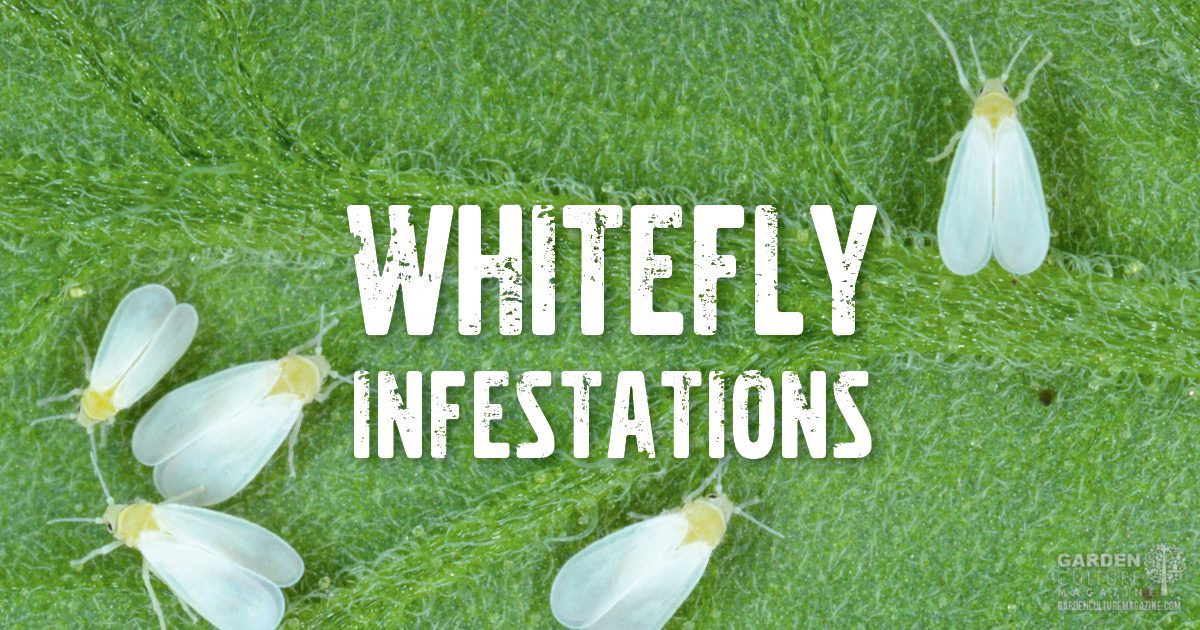 Whitefly infestations