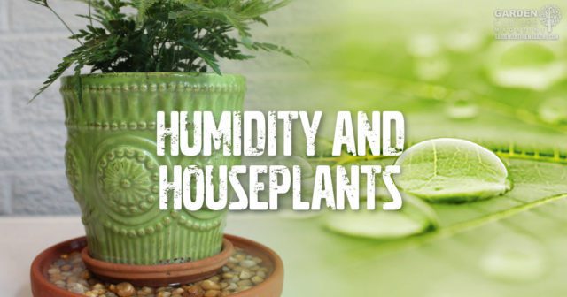humidity and houseplants