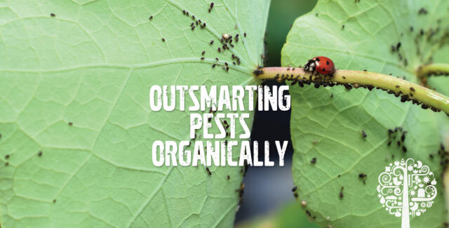 5 Cool Ways to Outsmart Garden Pests—Naturally!