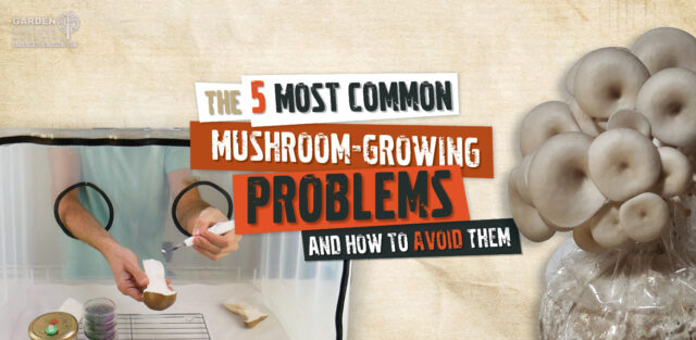 Mushroom-Growing Problems